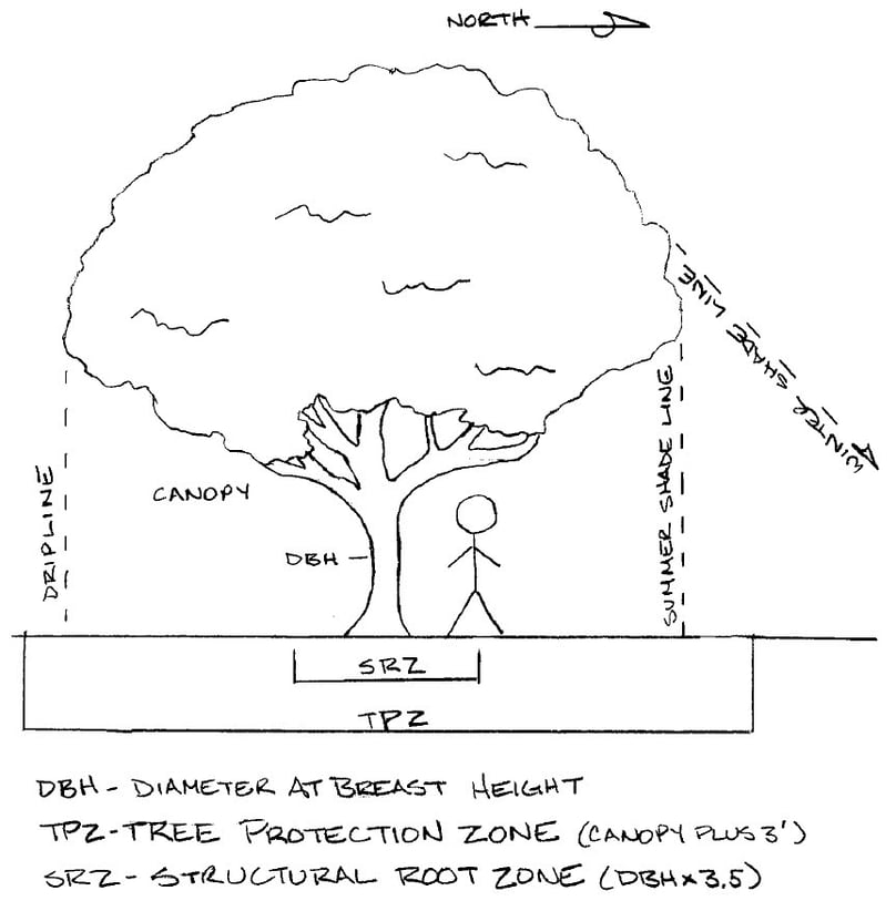 how-to-lay-sod-around-trees-sod-laying-tips